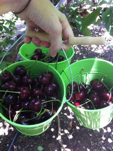 cherry picking