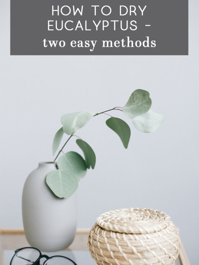 Drying Eucalyptus – Two Ways to Preserve Eucalyptus Branches Story