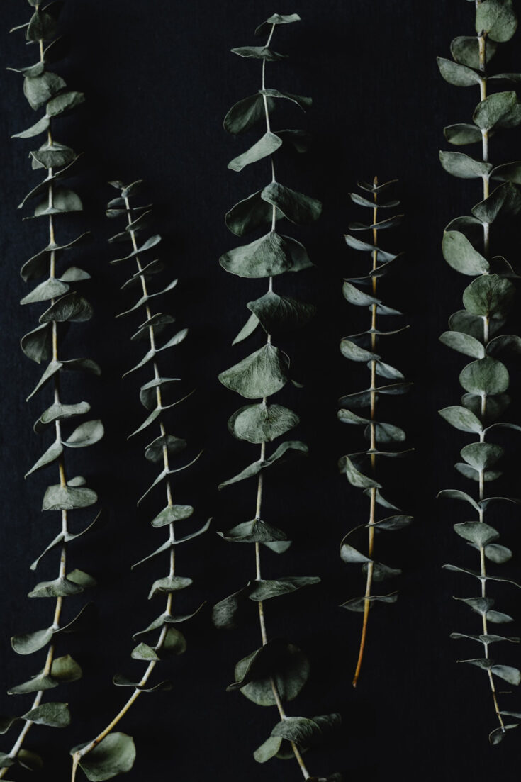 Drying Eucalyptus Two Ways To Preserve Eucalyptus Branches   Pexels Eva Elijas 6068432 735x1103 